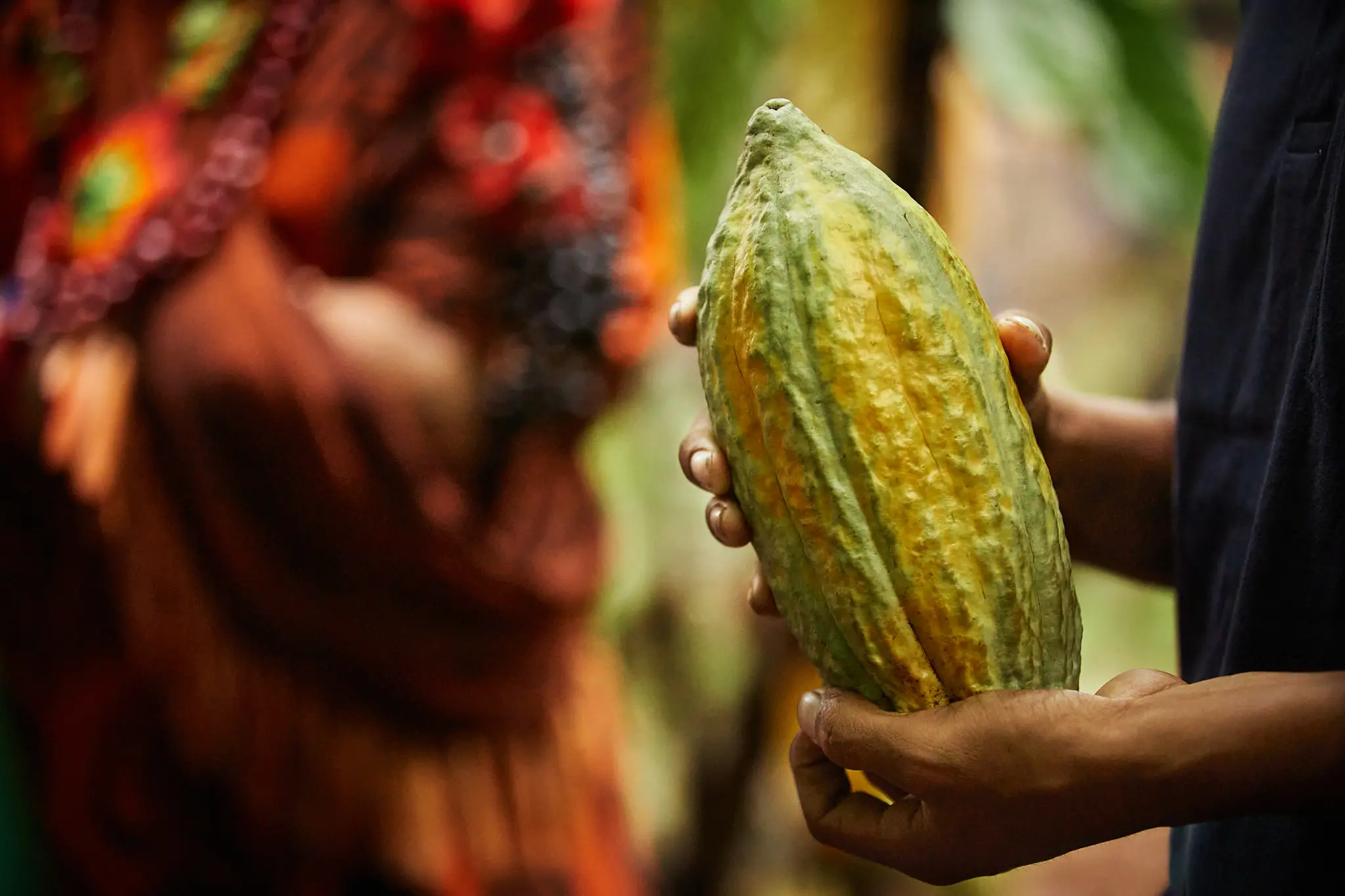 Cacao bellavista cacao bellavista VRAEM