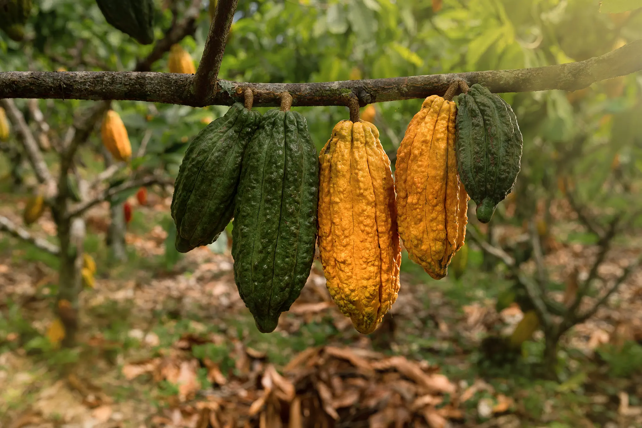 Cacao VRAE99 Cacao VRAE99